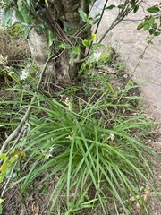 Chlorophytum saundersiae