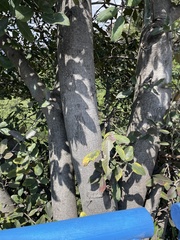 Ficus velutina
