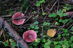 Russula