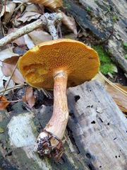 Suillus tridentinus