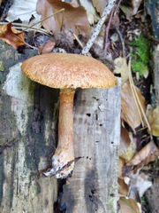 Suillus tridentinus