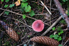 Russula