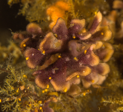 Chaperiopsis multifida