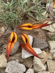 Lotus berthelotii