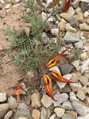 Lotus berthelotii