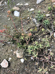 Crassula mollis