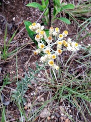 Helichrysum rugulosum image