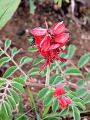 Indigofera sanguinea