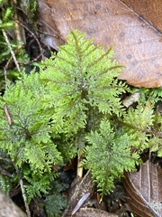 Hylocomium splendens image
