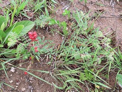 Indigofera sanguinea