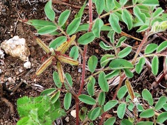 Indigofera sanguinea