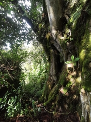 Ficus tequendamae