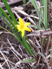 Hypoxis filiformis