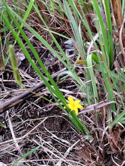 Hypoxis filiformis