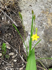 Hypoxis filiformis