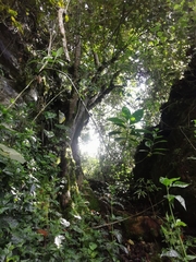 Ficus tequendamae