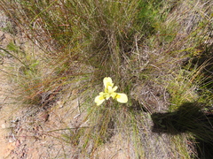 Moraea neglecta
