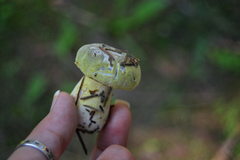 Hypomyces luteovirens