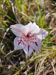 Gladiolus variegatus