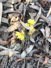 Goodenia fascicularis