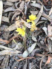 Goodenia fascicularis