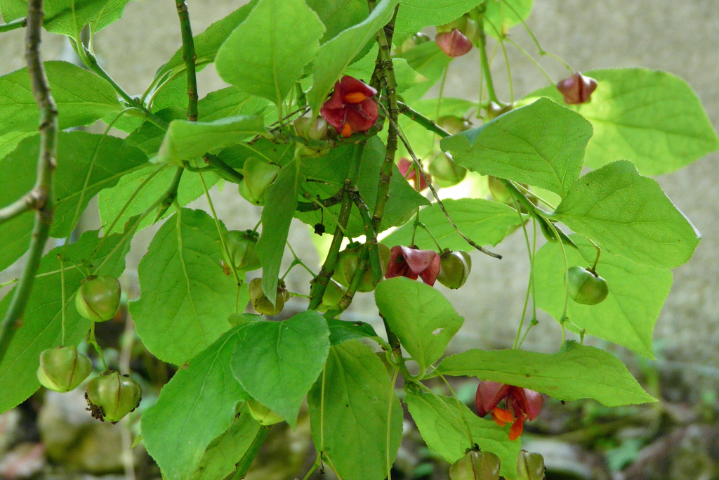 Large-leaved Spindle (Euonymus latifolius) - Botanical Realm