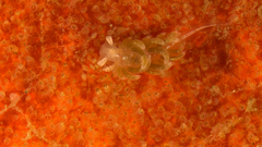 Image of Facelina olivacea