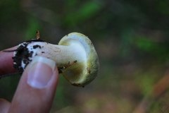 Hypomyces luteovirens