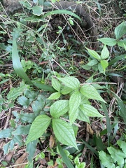 Dioscorea dregeana