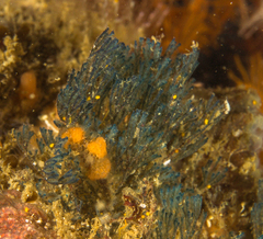 Virididentula dentata
