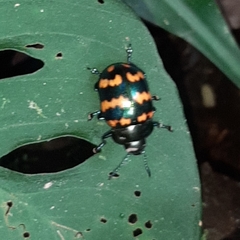 Platyphora spectanda