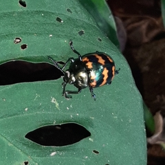 Platyphora spectanda