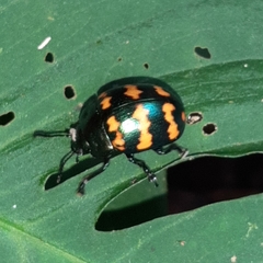 Platyphora spectanda