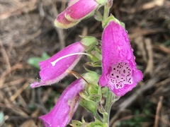 Digitalis