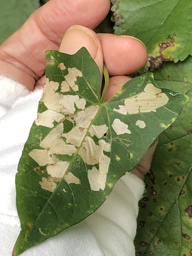 Representative image of Bedellia somnulentella