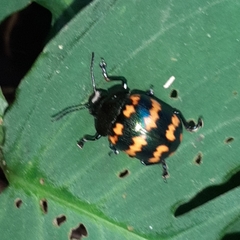 Platyphora spectanda