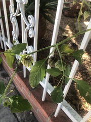 Physalis ixocarpa