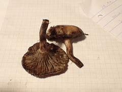 Gomphidius maculatus