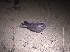 Eleothreptus candicans