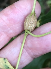 Neolasioptera convolvuli