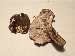 Boletopsis leucomelaena