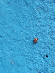 Eriopis connexa