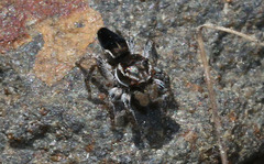 Maratus proszynskii