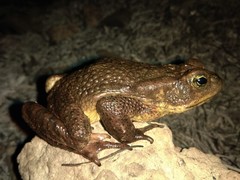 Rhinella rubescens