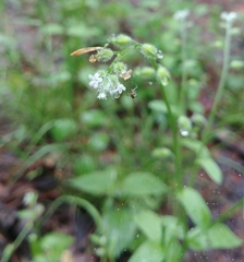 Myosotis macrosperma