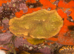 Calyptotheca nivea