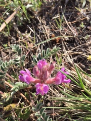 Astragalus shortianus