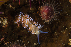 Phyllodesmium horridum