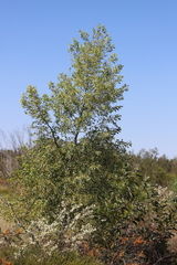 Codonocarpus cotinifolius