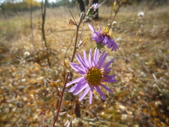 Aster amellus bessarabicus